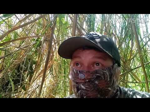 Bird hunting PH ep8