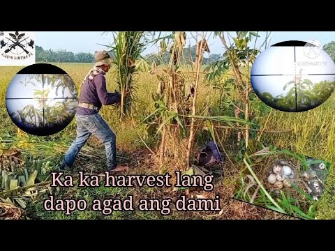 Bird Hunting PH ep32: Ang dami sa bagong harvest