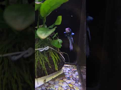 Male betta can't stay with Partner because they fight. #betta #bettatank #bettabreeder #bettafish