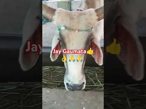 Jay gaumata 🙏#cow #gaumata #ytshorts #song #music #hindi #trending #shortsfeed #shorts #shots #short