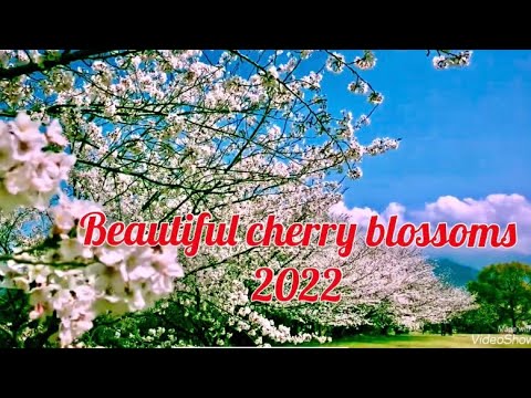 Cherry blossom さくら、桜Beautiful Cherry blossom in japan 2022