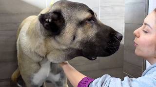 One of the worlds most GIGANTIC dog breeds | The incredible Turkish Boz Shepherd