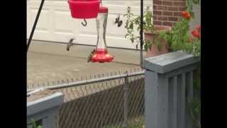 Hummingbird Tossing Another Hummer From Feeder