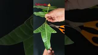 Mango 🍃 Leaf Toran Idea #short #sunnyrajcorner #ytshorts