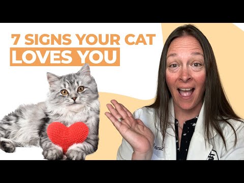 7 Signs Your Cat Loves You