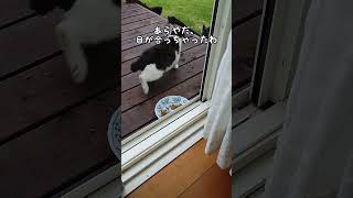 猫ちゃん三匹、それぞれのご飯事情