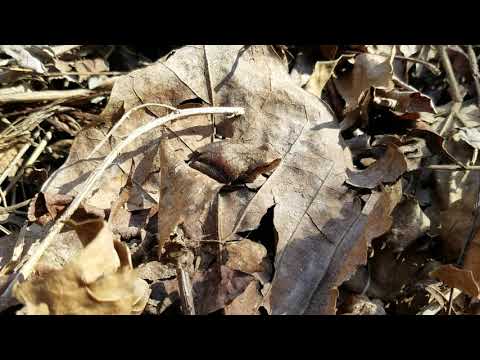 Little and Loud: The Spring Peeper