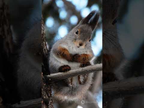 Flying Squirrels: Nature's Gliders Unveiled!  #AnimalFacts #GlidingSquirrels #WildlifeDocumentary