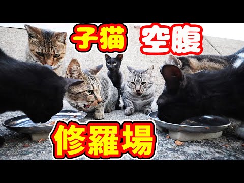 空腹で集まる猫たちにご飯をあげたら・・・ さくらねこコロニーで生まれた子猫たち 癒され野良猫動画 感動猫動画