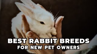 Best Rabbit Breeds for New Pet Owners!