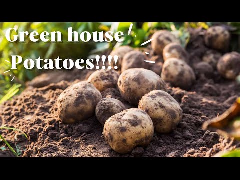 Growing Green house potatoes!!!!