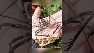 Tailless Whip Scorpion | The Real-Life Alien #animalenigmas