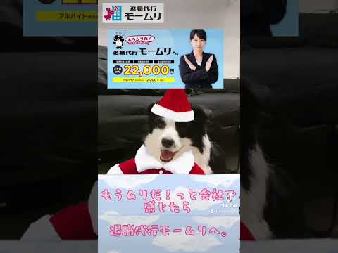 メリークリスマス🎅🎄🐶#退職代行 #退職代行業者 #退職 #仕事辞めたい #看板犬 #犬のいる生活