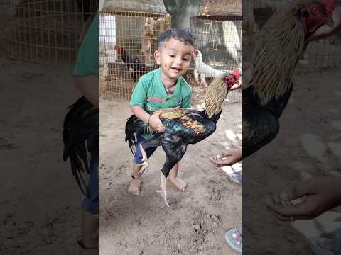 OG NEXT GENERATION 🥰🥰 so cute @LPNVLOGS #LPNVLOGS #cute  #pongal #sankranthi #roster #birds #VIRAL