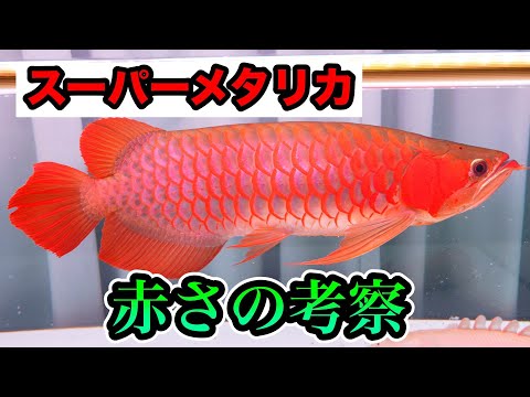 アロワナがなぜこんなに赤いのか！考察してみた笑　紅龍　スーパーメタリカ41