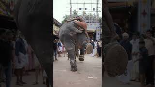 ദേ ഇത്രേ ഉള്ളൂ പരിപാടി😁✨ #elephant #aana #hindufestival #pooram #elephants #keralafestival