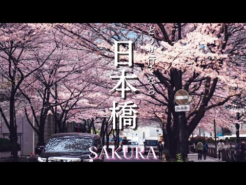 I went to see the cherry blossoms on Edozakura-dori in Nihonbashi. [Vlog]