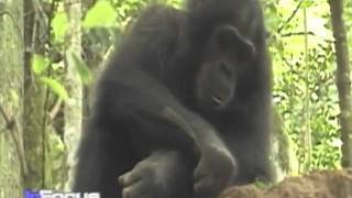 Chimp Conservation in Africa