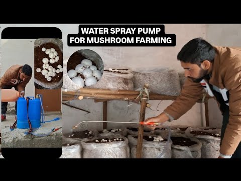 Mushroom farming in India How to watering on Mushroom bags Agricultural farming Water pump spray