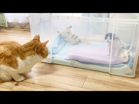 赤ちゃん猫のそばから離れない先住猫