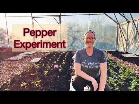 How To Get More Peppers, Pepper Experiment | PNW Zone 8b