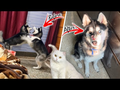 Panda attacked on Sultan🚨| Dog can talk ￼289 | Rottweiler | Husky | Cat | Review reloaded