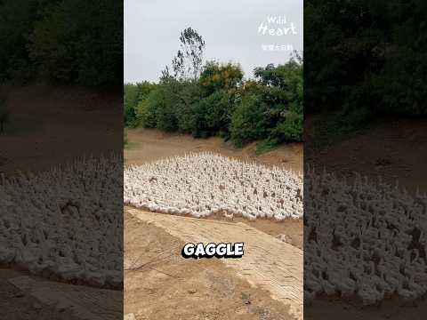 The Goose Army's Daily March