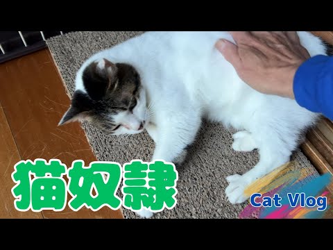 [Cat Vlog😸] Cat slave😅 #Cute #Cat #Vlog