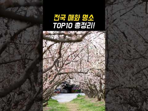 전국 매화 명소 축제 TOP10 총정리!