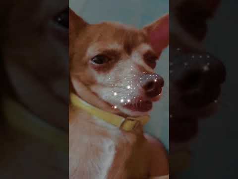 Chihuahua durmiendo