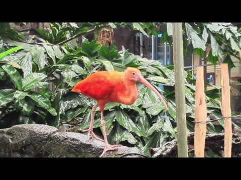 Scarlet ibis aka Red beaked Ibis (Eudocimus ruber) - Tropical Rainforest #nature #sweden #gothenburg