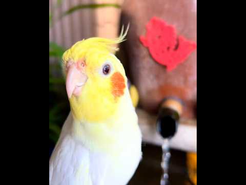 Adorable Cockatiel Charlie's Cute Opera Singing 🎶🦜🥰 #cockatielscraze #birdscharm #birdsinging