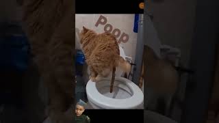 Poop cat