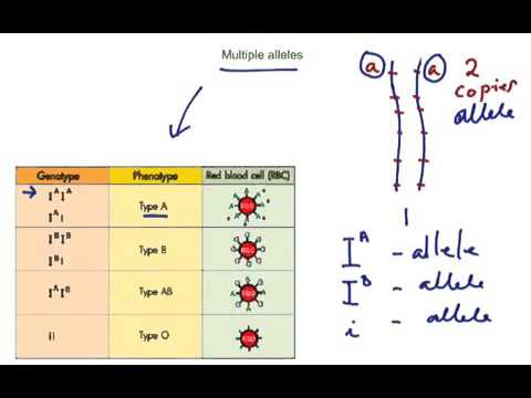 Multiple Alleles