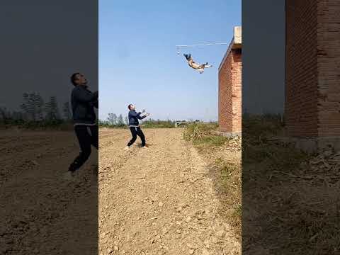 Belgian malinois jump training #smartdogs