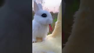 True friendship bunny and duck 🥰🥰🥰 #shorts #short #shortvideo #prokriti #nature