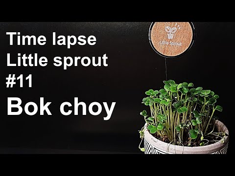 Growing Bok choy Sprouts｜청경채싹 키우기 [Time lapse｜Little sprout #11] チンゲンサ, 青梗菜