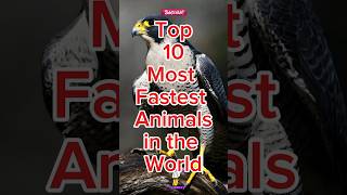 Top 10 Fastest Animals  in the World #animals #fastest