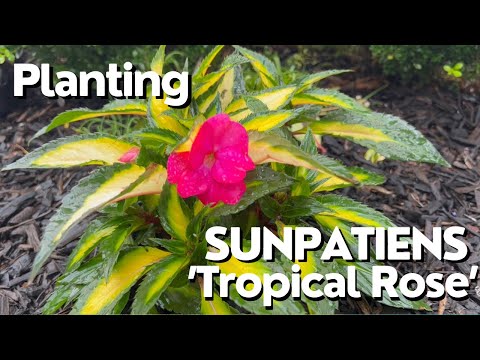 Planting SunPatiens Tropical Rose//Garden