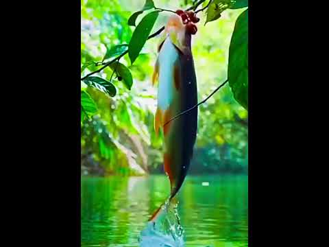 "Leaping Archerfish: Nature's Fruit Hunter!" #junglewildlife #facts #fascinatingwildlife