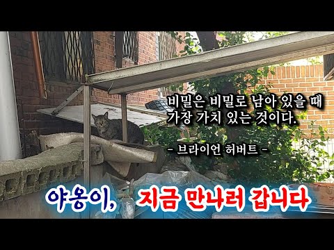 비밀스러운 은신처, 몰래 숨어 들어온 불청객 고양이의 아지트 같았던 집 뒤에 자투리 공간, 붉은 벽돌집 (지금 만나러 갑니다, 비밀 은신처, 인천시 남동구 골목)