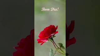 Bom Dia 🧡🌷 Mensagem de Bom Dia 🧡🤗🌷 #bomdia #mundomelhormm