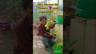 Harvest day episode 25 #gardening #organic #harvest