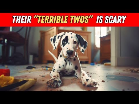 10 Reasons Why You Should NEVER Get a Dalmatian