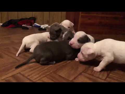 Pitbull puppies 18 days old