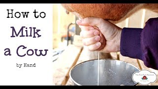 How to Milk a Cow By Hand (or goat)