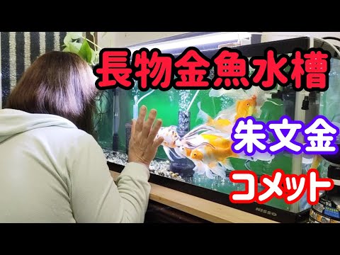 [金魚]　長物金魚　歴史をちょっとのぞいてみました…私も知らなかったよ金魚の事…😂#goIdfIsh