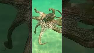 Deeply Relaxing Underwater Sounds | #short #shortvideo #nature #shorts #watersoundsforsleeping