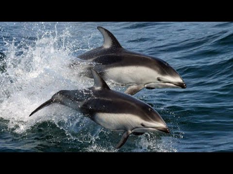 Facts: The Pacific White-Sided Dolphin