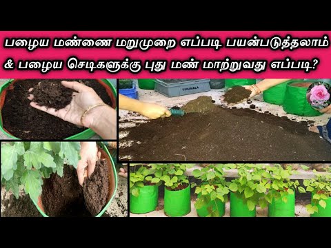 How to reuse old soil mixture&Replacing new soil for old plants/மண்கலவை மறுமுறை பயன்படுத்துவது